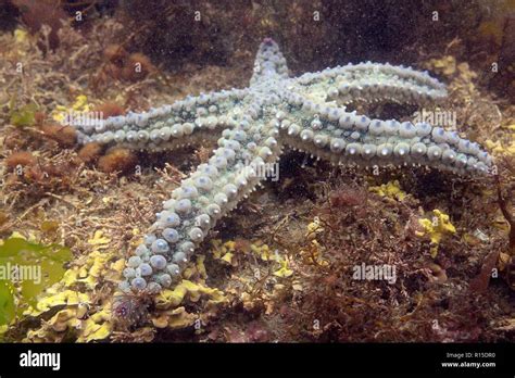 Estrella De Mar Espinosa Marthasterias Glacialis Fotograf As E Im Genes