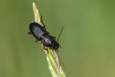 R F Insecta Coleoptera Carabidae Carterus Carterus