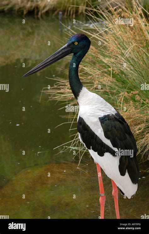 Jabiru An Australian Black Necked Stork Stock Photo Alamy