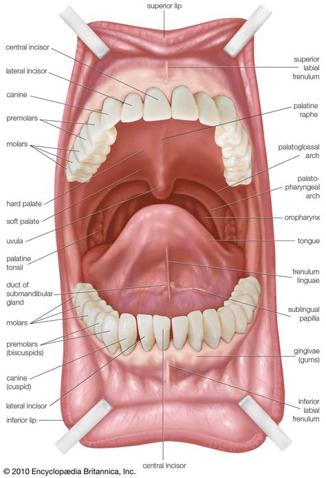 Oral Motor Tongue Protrusion Diagram Tongue Protrusion Swall