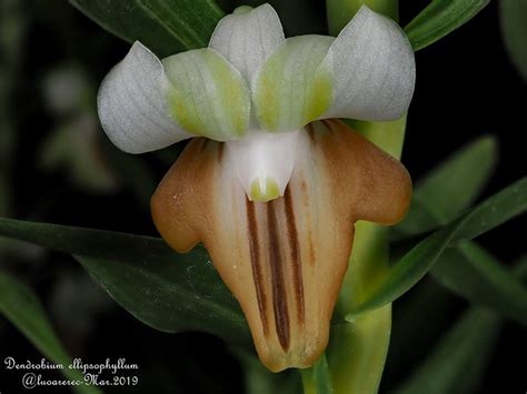 Dendrobium Ellipsophyllum