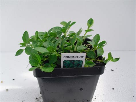 OREGANO COMPACT Origanum Vulgare Compactum