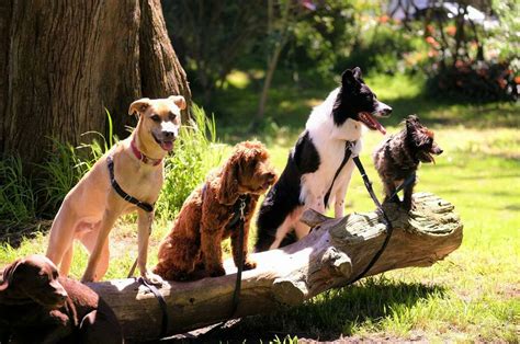 Así celebrará Can Fest el Día Mundial del Perro 2024 en CDMX