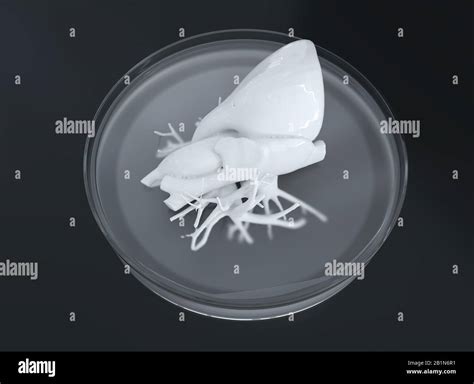 Bioprint of a heart, 3D printing of a heart, concept of the future in ...