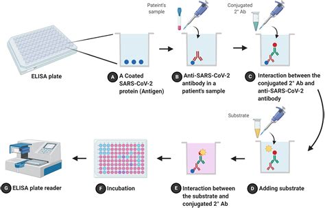 Covid Molecular And Serological Detection Methods Peerj