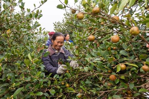 贵州三穗：油茶采收忙 人民图片网