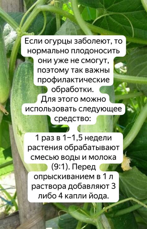 Как правильно ухаживать за огурцами в июле и августе, чтобы они ...