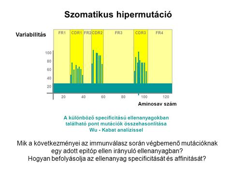 B SEJT DIFFERENCIÁCIÓ A PERIFÉRIÁN SZOMATIKUS HIPERMUTÁCIÓ ppt letölteni