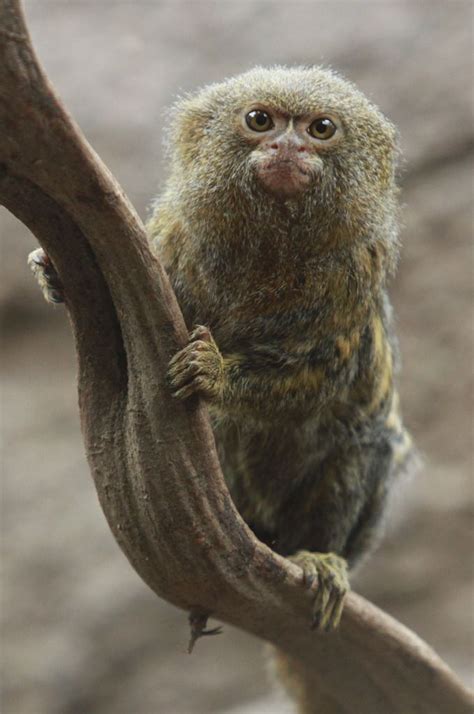 H4ilstorm Pygmy Marmoset By Trinekphotography ” Pygmy Marmoset