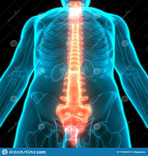 Vertebral Column of Human Skeleton System with Anatomy Stock