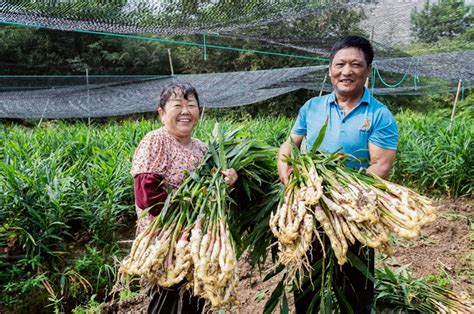 生姜丰收农民乐——马鞍山新闻网