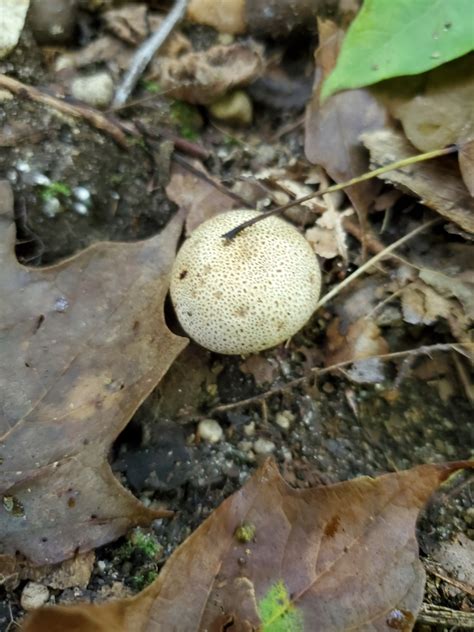 Leopard Earthball From Sugar Creek Township IN USA On August 22 2020