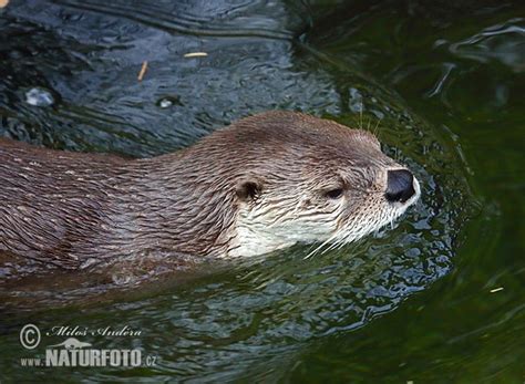 North American River Otter Photos North American River Otter Images