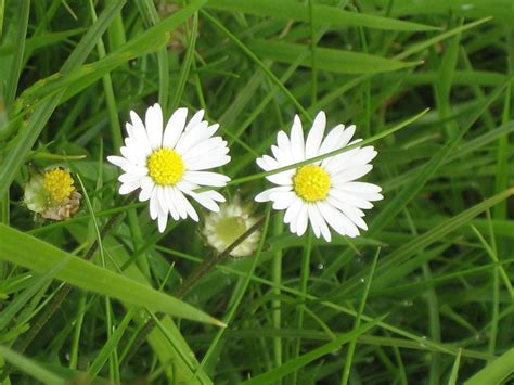 Bellis perennis Summardáir Daisies Bellis perennis Sára Maria Holm