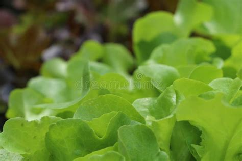 Lettuce In Farm At Thailand Stock Image Image Of Growth Nutrition