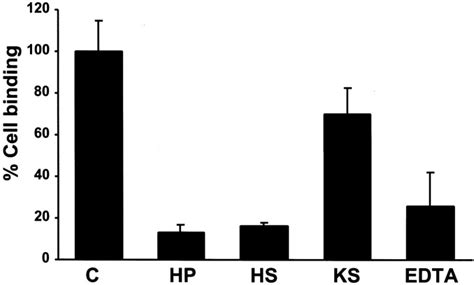 Identification Of Cell Binding Sites On The Laminin α5 N Terminal