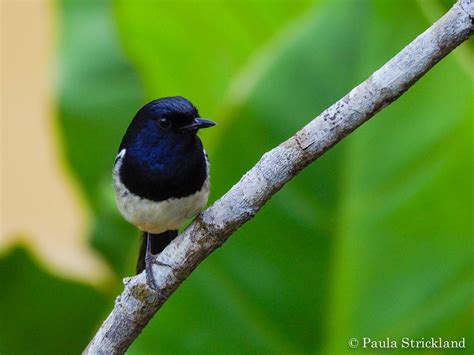 Madagascan Magpie Robin Madagascar Magpie Robin Copsychus