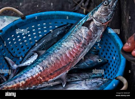 The Indian King Fish In A Auction At Cochi Port Kerala India Stock