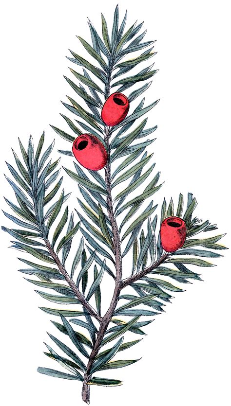 Yews clipart 16 free Cliparts | Download images on Clipground 2026