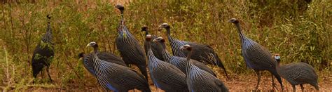 Types Of Guinea Fowls Species Facts And Photos