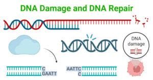 DNA Damage And DNA Repair Types And Mechanism