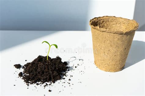 Seedlings Growing In Biodegradable Peat Moss Pots Seedlings Are Grown