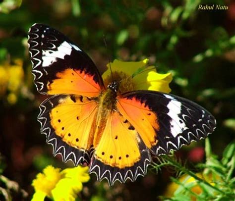 Top 102 Pictures Purple Most Beautiful Butterfly In The World Updated