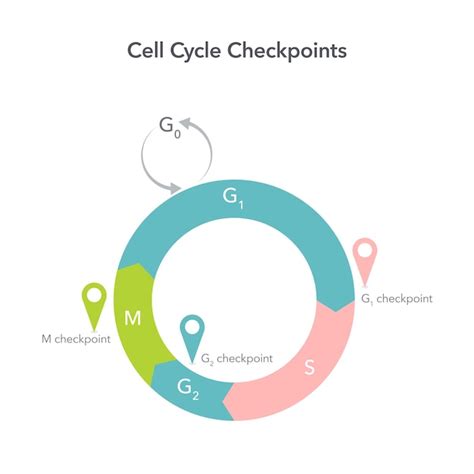 Premium Vector | Cell cycle checkpoints science vector illustration graphic