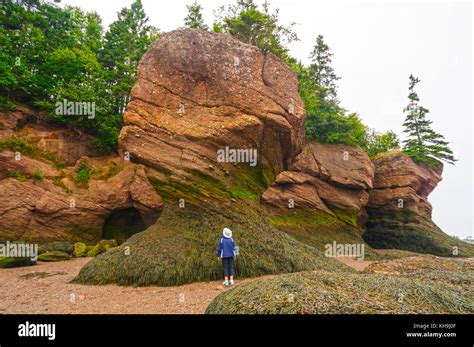 Observer looking a Hopewell rocks at low tide Stock Photo - Alamy