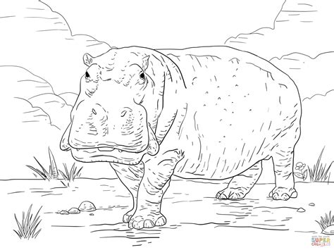 Hippo coloring page | Free Printable Coloring Pages