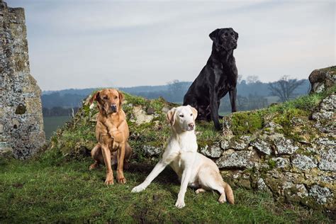 Best Chocolate Lab Breeders Atelier Yuwaciaojp