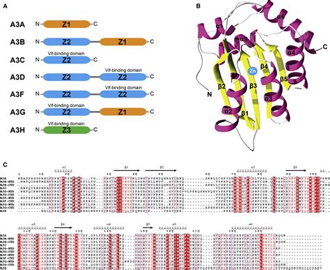 Structure Guided Analysis Of The Human Apobec Hiv Restrictome Structure