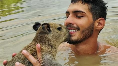 17 ideias de Capivara linda referência capivara capivara Descubra a