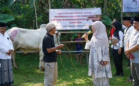 Pemda Purbalingga Serahkan Sapi Qurban Di Desa Lensabumi