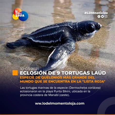 Eclosi N De Tortugas La D