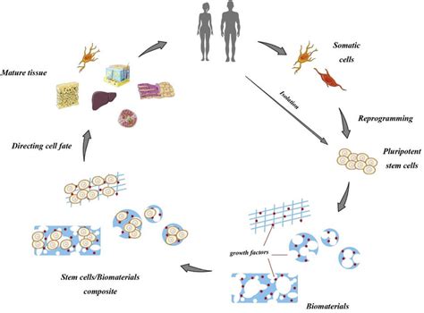 Schematic Of Stem Cells And Biomaterials Application Download