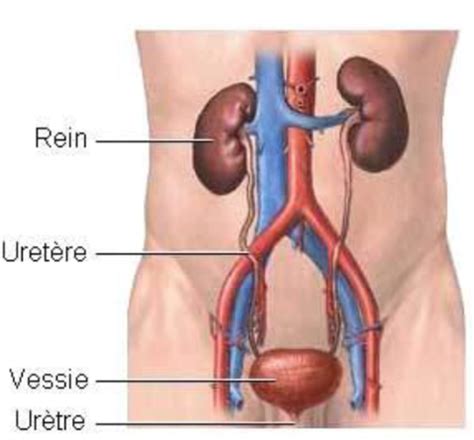 MED 7 Physiologie rénale Cartes Quizlet