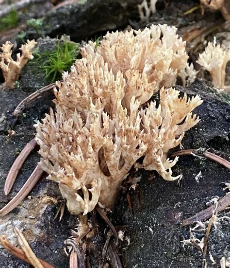 Gomphales From Custer Gallatin National Forest Gallatin Gateway Mt