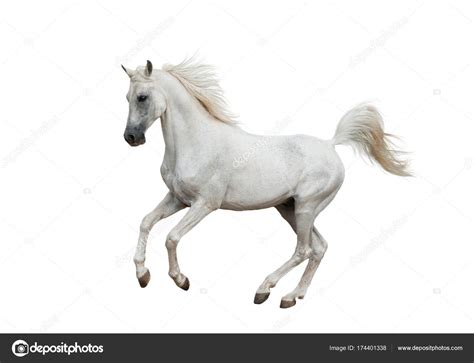 White arabian horse Stock Photo by ©mari_art 174401338