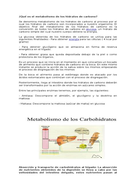 PDF Qué Es El Metabolismo de Los Hidratos de Carbono DOKUMEN TIPS