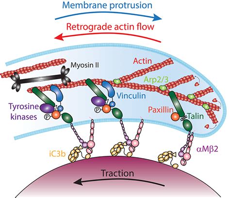 Frontiers Physical Constraints And Forces Involved In Phagocytosis