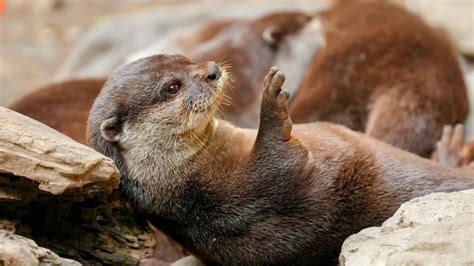 Sab As Que Hoy Se Conmemora El D A Mundial De La Nutria Horas Puebla