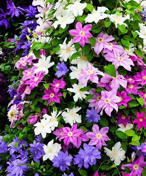 Clematis Bulbs Climbers Garden Flowers Climbing Plants Herbaceous Vines Gardening Four