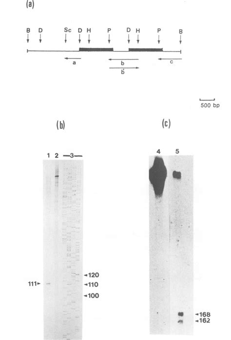 SI Nuclease Mapping A Restriction Map Of The 5 0 Kb BamHI Fragment