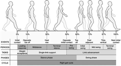 Gait Cycle Diagram