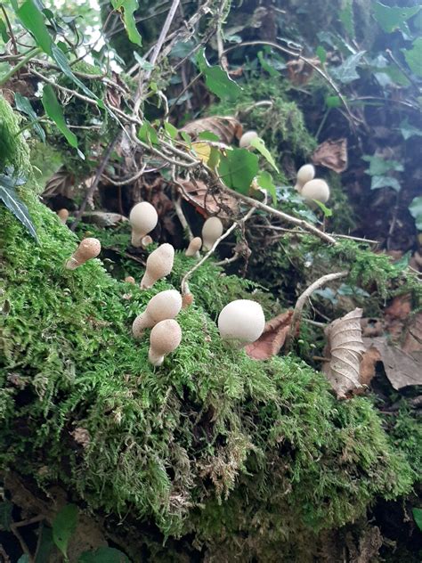 Mindful Nature Walk For Welsh Learners At St Fagans National Museum Of