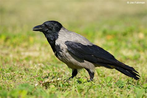 Hooded Crow Joe Fuhrman Photography