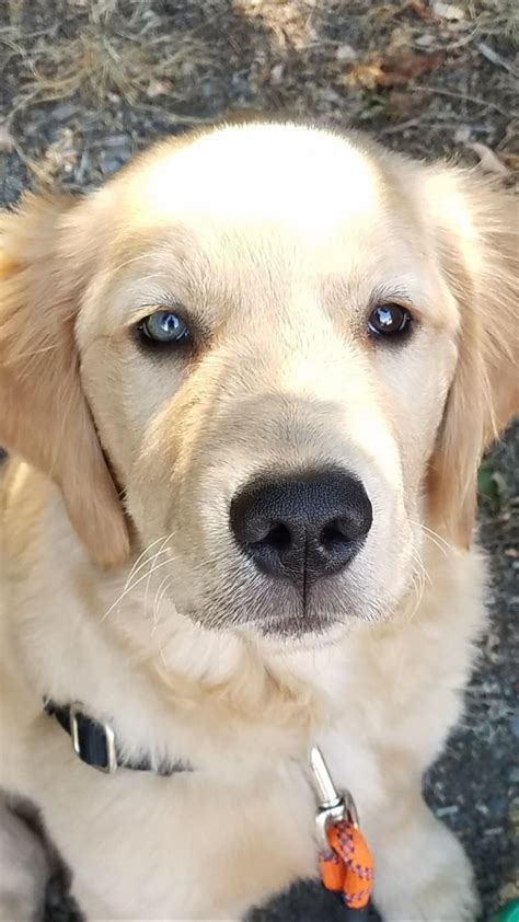 Golden Retrievers Puppies With Blue Eyes