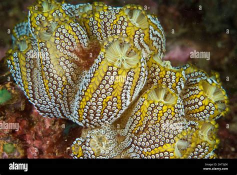 Colonial ascidians hi-res stock photography and images - Alamy