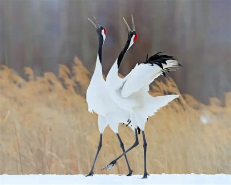 Red-Crowned Crane - Facts, Diet, Habitat & Pictures on Animalia.bio